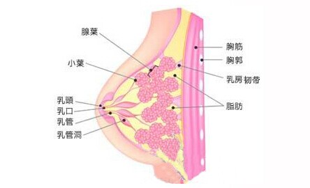 乳腺肿块