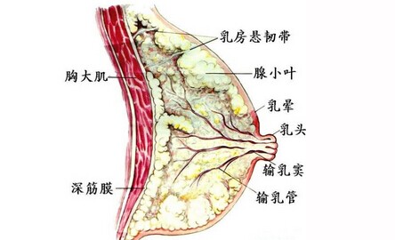 乳腺增生